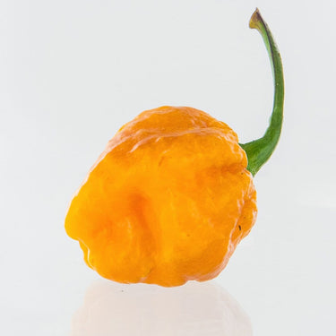7 Pot Jonah x Pimienta de Neyde (7JPN) Pepper Seeds - The Pepper Pantry (Formerly Marie Sharp's)